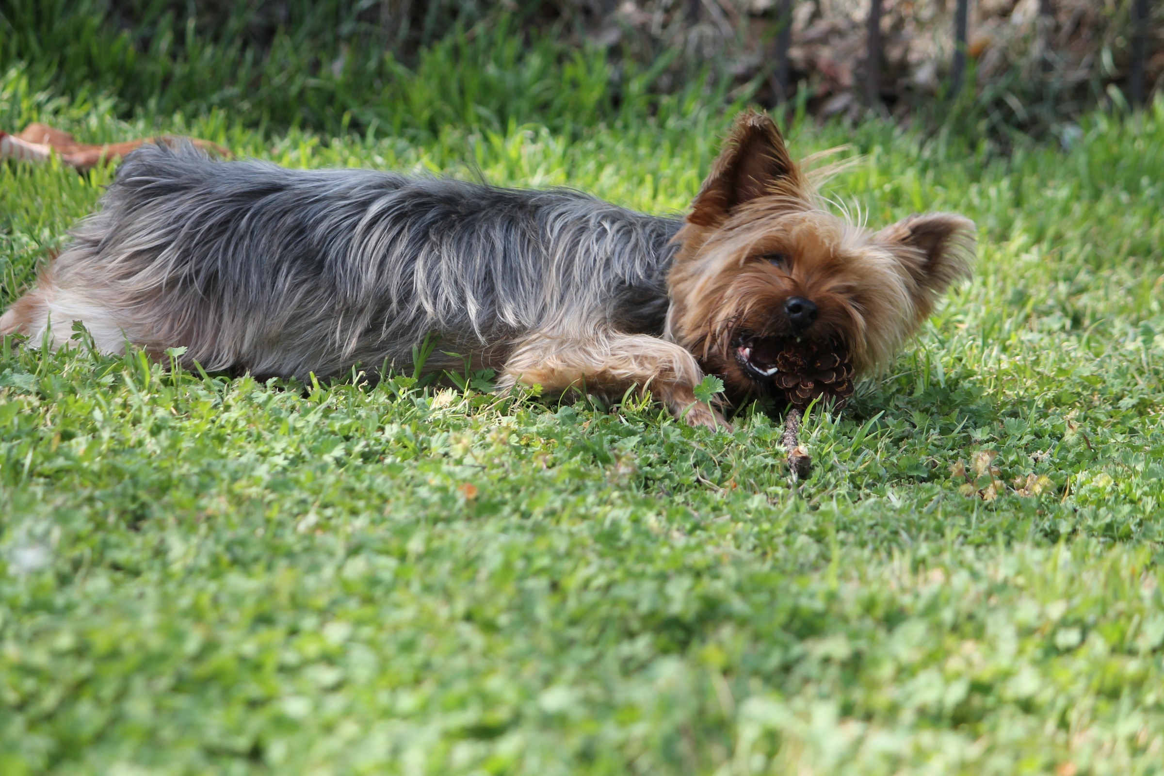 A Lesson in Perseverance … From a Yorkie
